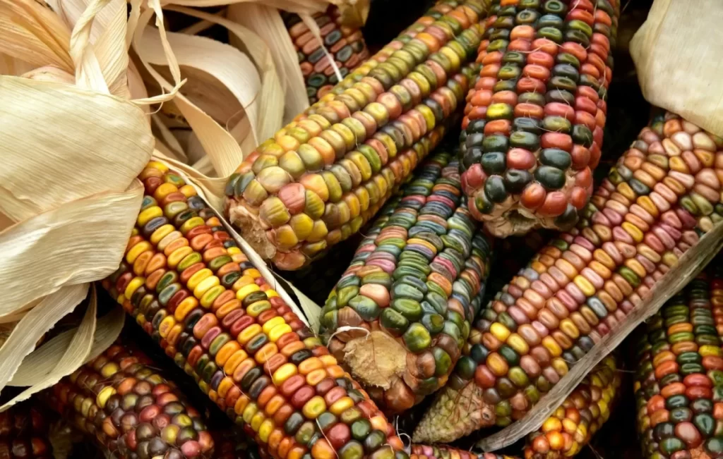 skażona kukurydza
