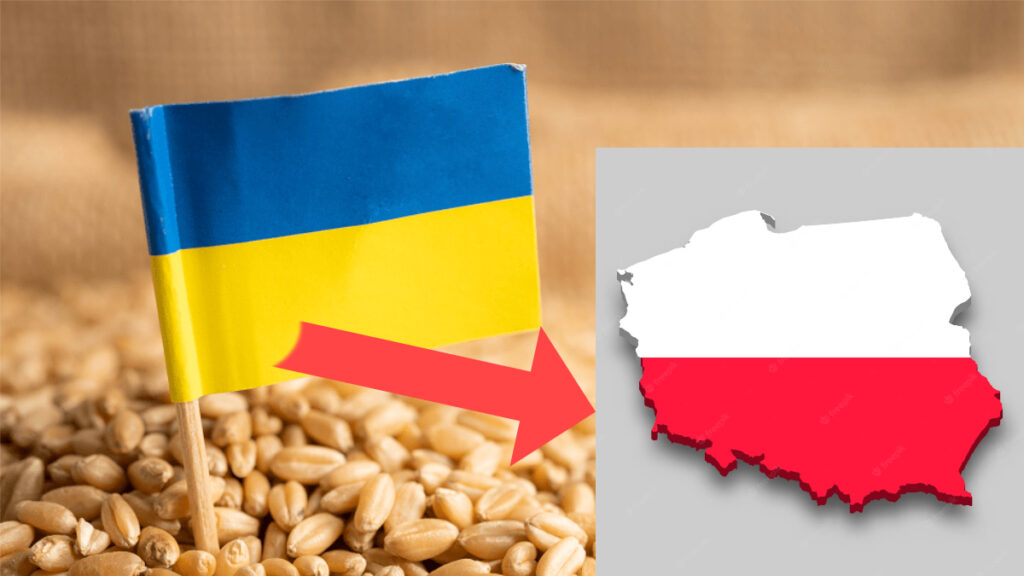 NIK import zboża z Ukrainy do Polski